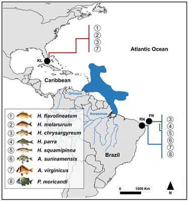 Overview on Karyotype Stasis in Atlantic Grunts (Eupercaria, Haemulidae) and the Evolutionary Extensions for Other Marine Fish Groups